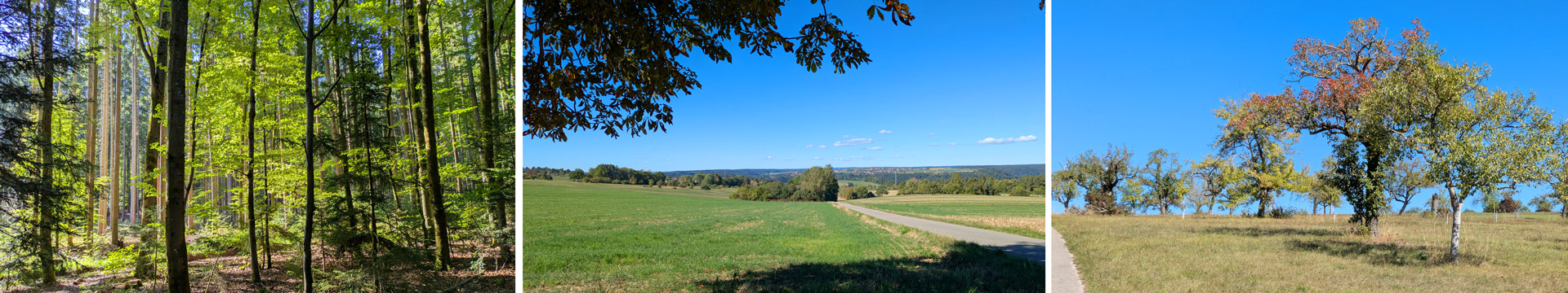 Wald, Felder und Streuobstwiese bei schönem Septemberwetter